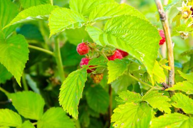 Ahududu çileği bizi kendine çağırdı. Yeşil yapraklı kırmızı ahududu.