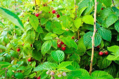 Ahududu çileği bizi kendine çağırdı. Yeşil yapraklı kırmızı ahududu.