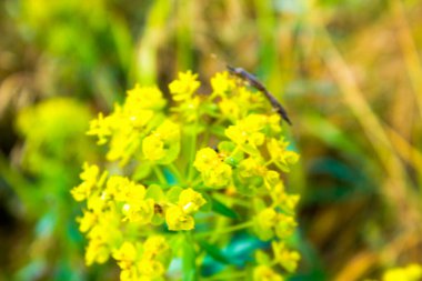 Üzerinde küçük memeliler olan çiçekli süt otları.