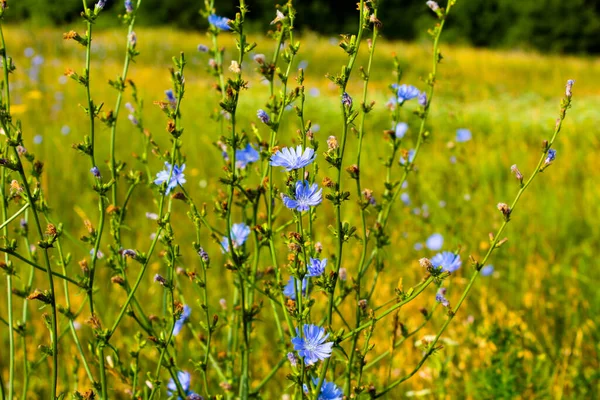 Achicoria Florece Azul Sobre Prado Flores Achicoria Ucrania — Foto de Stock