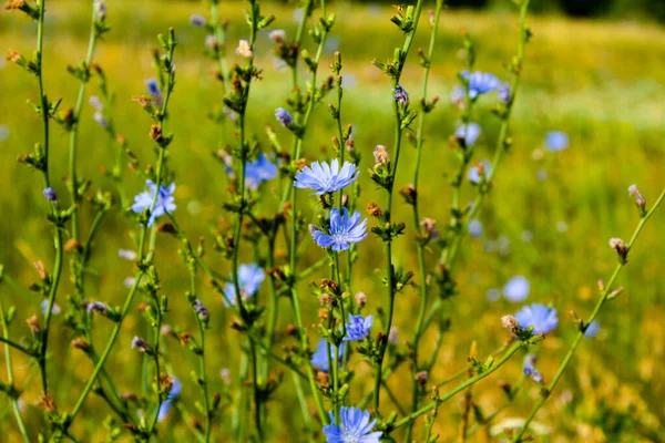 Chicorée Blüht Blau Auf Einer Wiese Chicorée Blüht Ukraine — Stockfoto