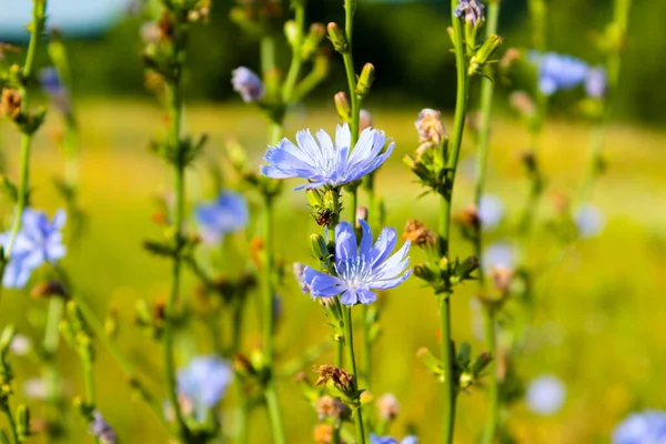 Achicoria Florece Azul Sobre Prado Flores Achicoria Ucrania —  Fotos de Stock