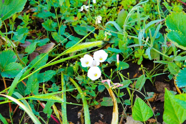 Flores Grama Branca Parasita Chão — Fotografia de Stock