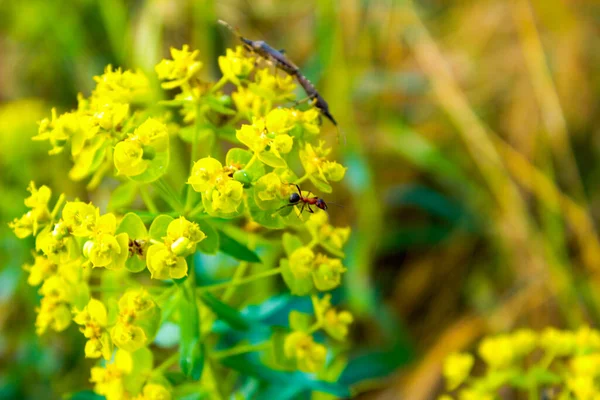 Bud Milkweed Flowering Com Mamíferos Pequenos Nele — Fotografia de Stock