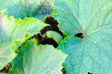 İkisinin arasında yeşil salatalık ve salatalık yaprakları var..