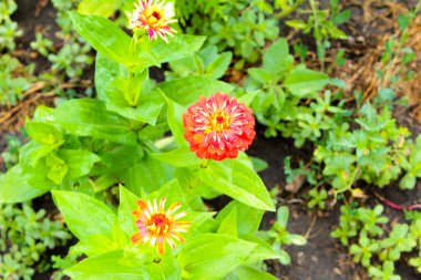 Yazın Ukrayna 'da bahçede kırmızı çiçek