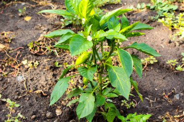 Yazın Ukrayna 'da bahçede dolmalık biber meyveleri