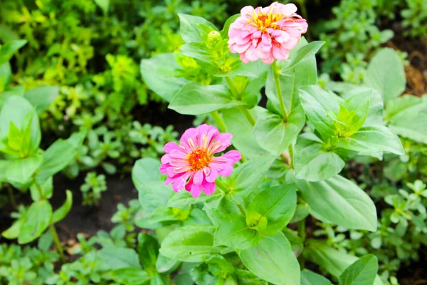 Las Flores Lila Jardín Verano Ucrania —  Fotos de Stock
