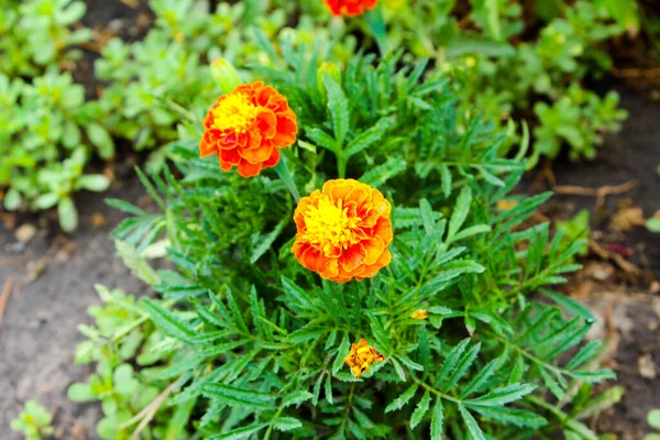 Verão Flores Pretas Jardim Ucrânia — Fotografia de Stock