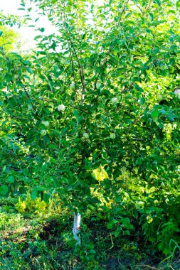 Sabahları yeşil elmalı genç bir elma ağacı.