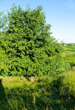 Bir yaban armudu ağacı kirişin dibinde duruyor.