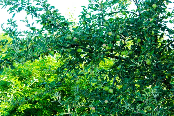 Branche Aux Pommes Vertes Tôt Matin Dans Jardin — Photo