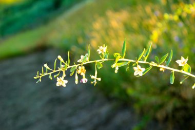 Çiçek kenarlı Dereza dalı