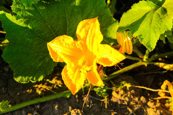 Flor Abóbora Chão Com Folhas Verdes — Fotografia de Stock