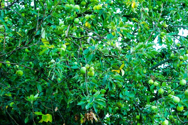 Green Tree Fruits Apples — Stock Photo, Image