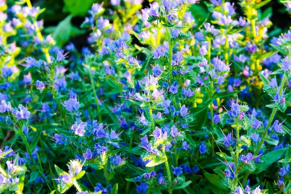 Flores Azules Silvestres Foto Desde Lado —  Fotos de Stock