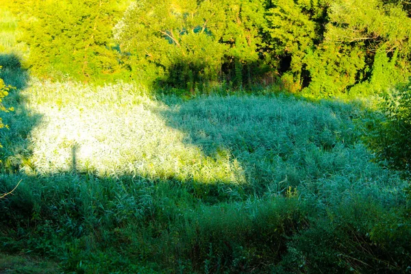 山からの牧草地の写真の木と緑の葦 — ストック写真