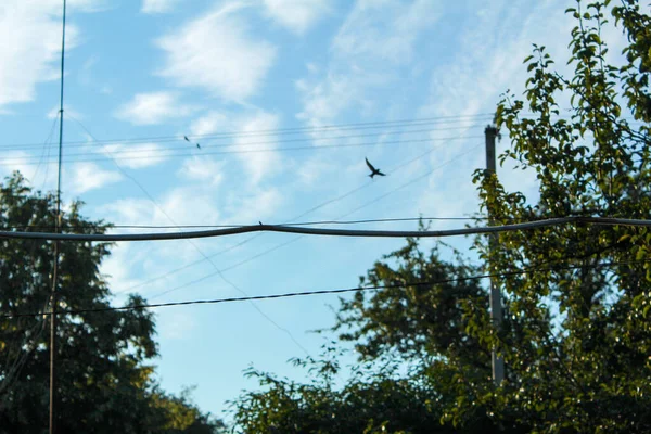 Uccello Volante Inghiottire Uno Sfondo Cielo Blu Con Nuvole — Foto Stock