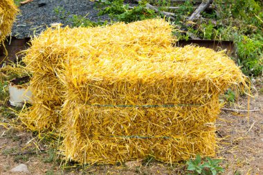 Yeni mahsulden elde edilen saman bitleri avlunun yanında yerde yatıyordu.