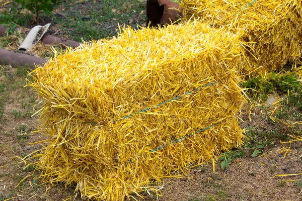 Stroh Aus Der Neuen Ernte Liegt Der Nähe Des Hofes — Stockfoto