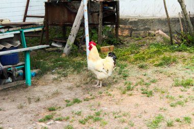 Bahçede bir horoz yürüyor. Yanında tavukların fotoğrafı var.
