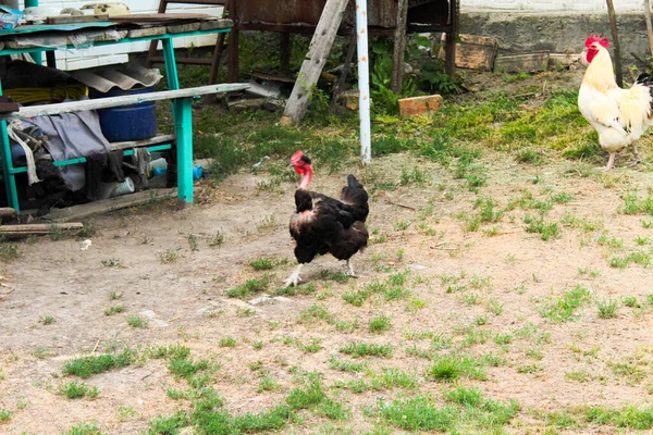 在院子里 赤身裸体的鸡和公鸡在旁边拍一张行走的照片 — 图库照片