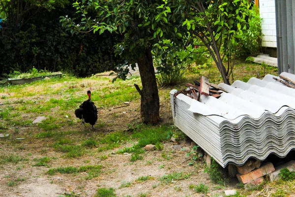 Nacktes Huhn Und Hahn Hof Für Einen Spaziergang Foto Von — Stockfoto