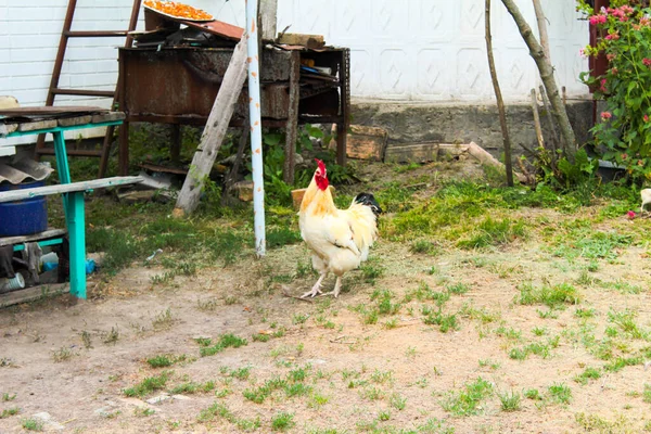 Coq Marche Dans Cour Avec Des Poulets Photo Côté — Photo