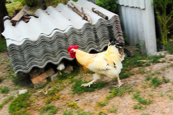 Egy Kakas Sétál Udvaron Csirkés Fotóval Oldaláról — Stock Fotó