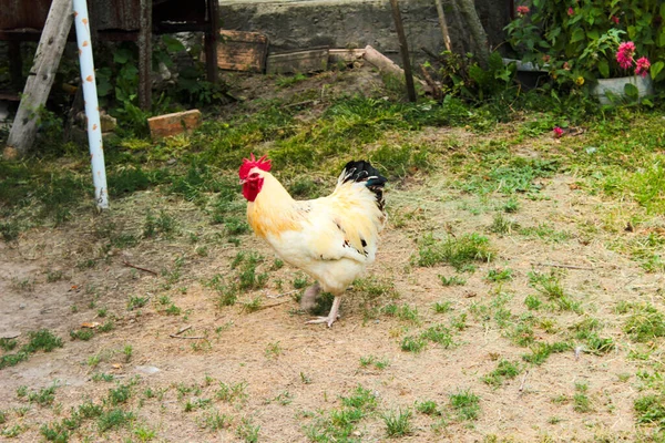 Seekor Ayam Berjalan Halaman Dengan Foto Ayam Dari Samping — Stok Foto