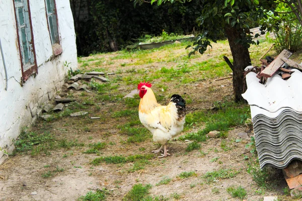 一只公鸡在院子里散步 旁边放着一张小鸡的照片 — 图库照片
