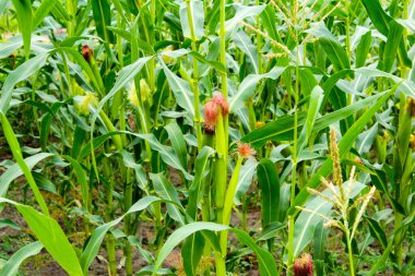Bir sürü çiçek açan mısır koçanı olan mısır tarlası Ukrayna