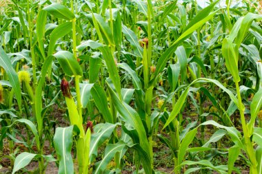 Bir sürü çiçek açan mısır koçanı olan mısır tarlası Ukrayna