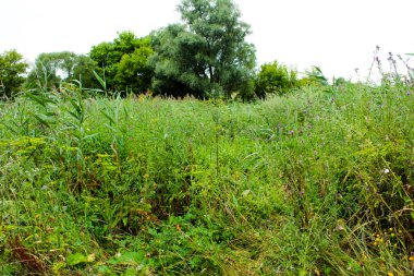 Sazlıkları ve çeşitli yeşil bitkileri olan yeşil park alanı