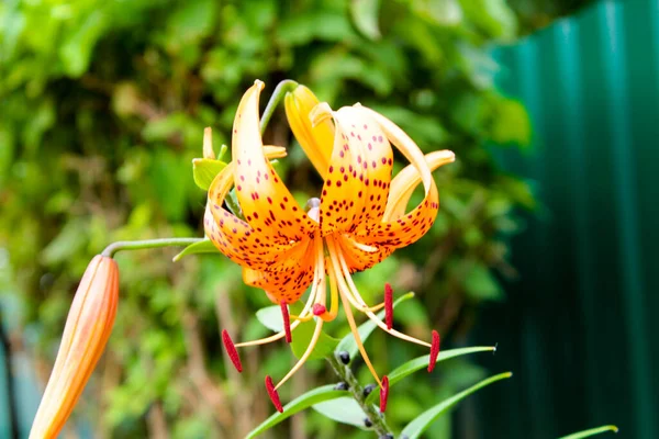 Lírio Laranja Florescente Flor Jardim Lírio Florescente — Fotografia de Stock