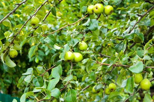 庭に野生の梨の緑の果実を持つ枝 — ストック写真