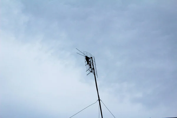 Piccione Selvatico Siede Antenna Televisiva — Foto Stock