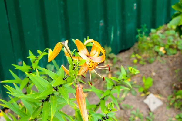 Blooming Orange Lily Garden Flower Blossoming Lily — Stock Photo, Image