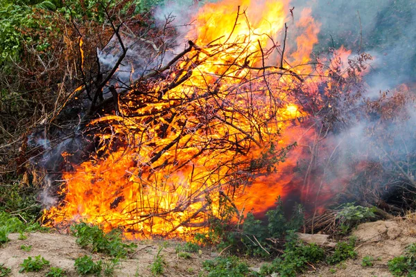 Clearing the territory burning brushwood of tree branches