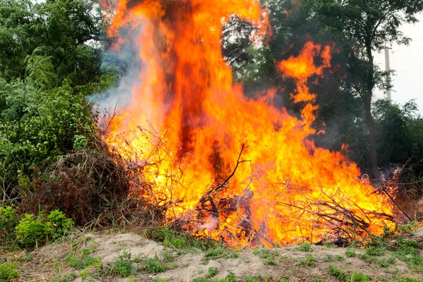 Clearing the territory burning brushwood of tree branches