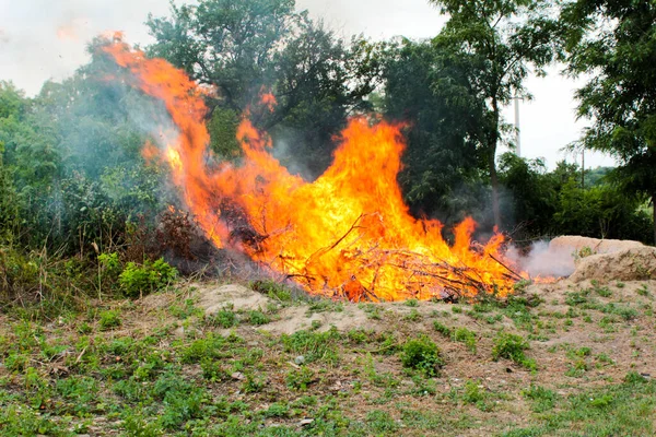 Het Gebied Ontruimen Van Brandend Struikhout Van Boomtakken Rechtenvrije Stockafbeeldingen