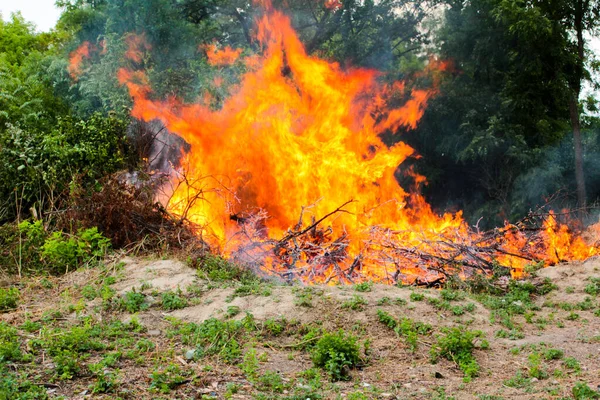 Sgomberare Territorio Bruciando Boscaglia Rami Albero Foto Stock Royalty Free