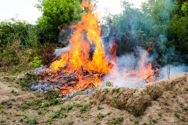 Het Gebied Ontruimen Van Brandend Struikhout Van Boomtakken Stockafbeelding