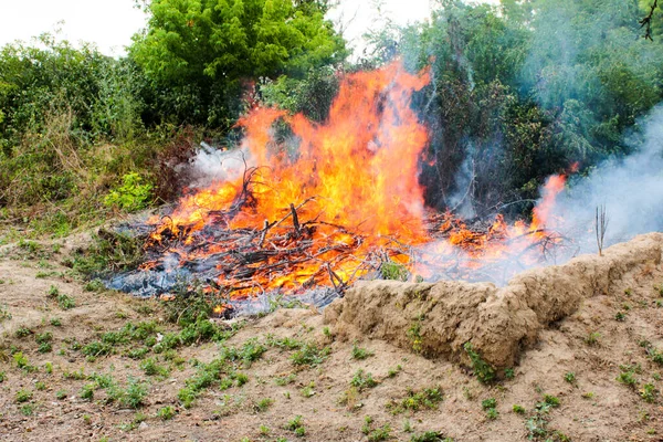 Sgomberare Territorio Bruciando Boscaglia Rami Albero Fotografia Stock