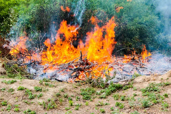 Vyklízení Území Pálení Keřů Větví Stromů Stock Fotografie