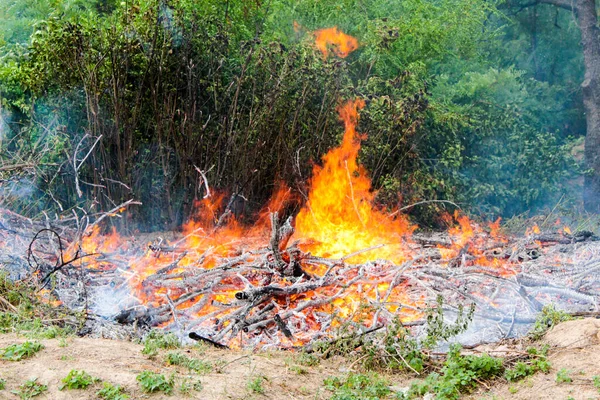 Clearing the territory burning brushwood of tree branches