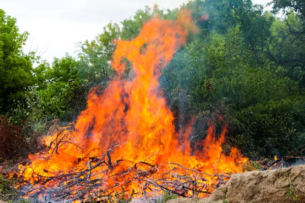 Sgomberare Territorio Bruciando Boscaglia Rami Albero Fotografia Stock