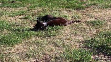 Büyükannenin kedisi kediciklerle oynuyor. Torunları Kitik oynuyor.
