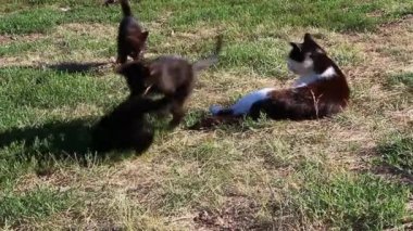 Büyükannenin kedisi kediciklerle oynuyor. Torunları Kitik oynuyor.