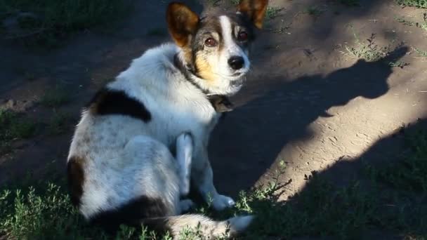 Perro Con Manchas Una Correa Arañazos Con Pata Trasera Detrás — Vídeo de stock